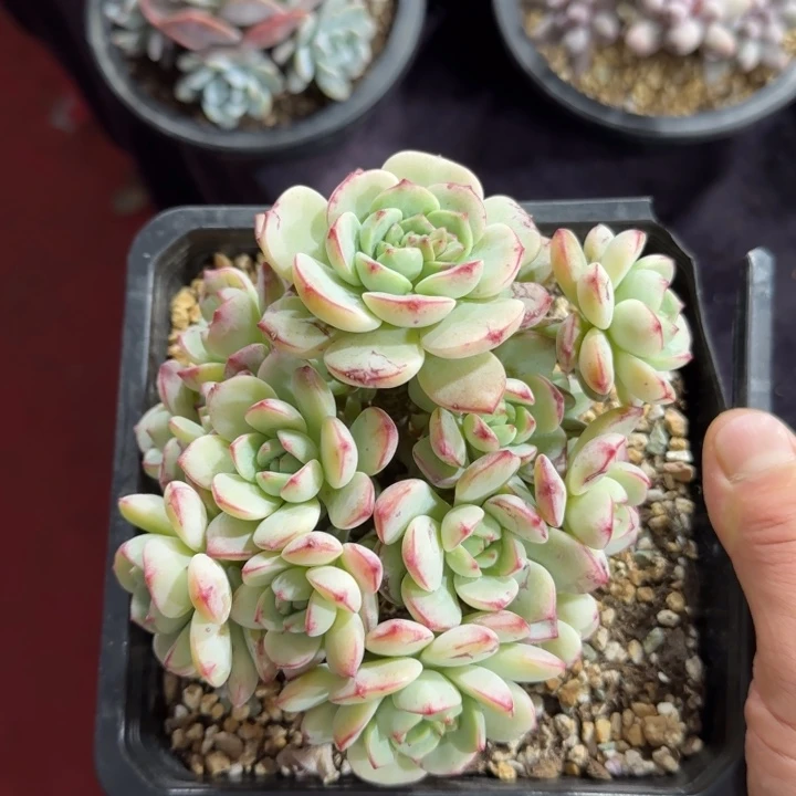 14厘米的尺寸一物一拍的