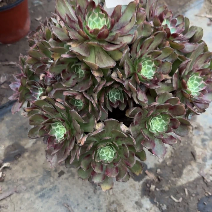 莲花多肉处理不包断头1864