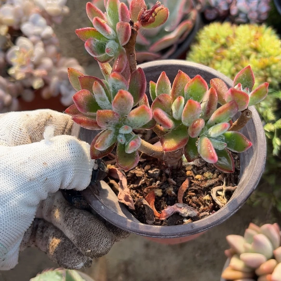 金晃星let my中央音乐学院哟