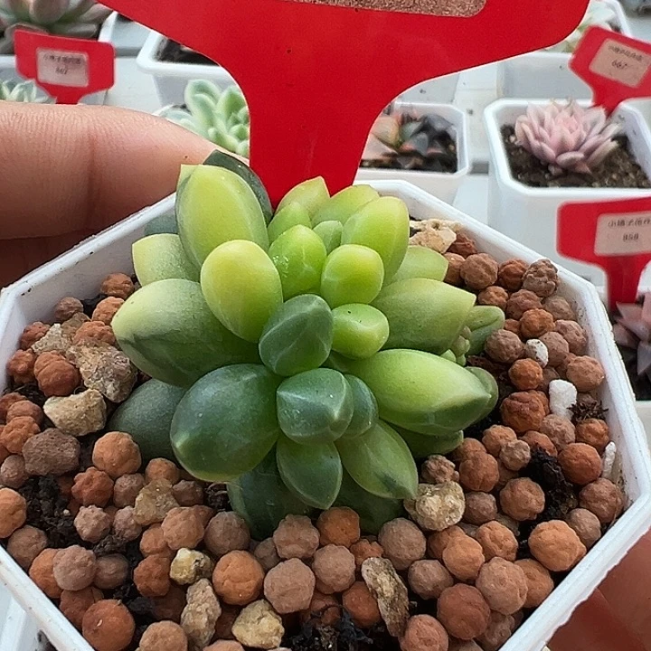 677号千代田锦多肉