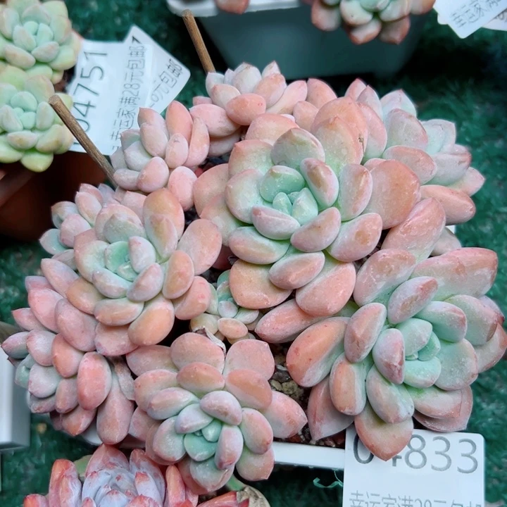 幸运儿的一个小秘密就是