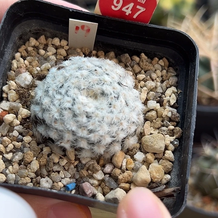 自根帕米尔降落伞白星3.7cm