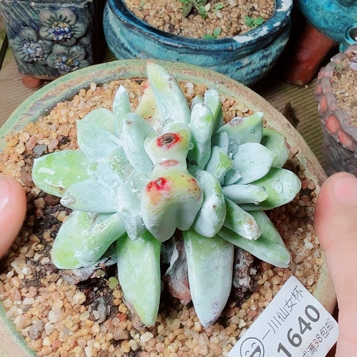 1640牡丹苹果叶多肉