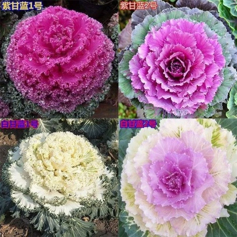 混色羽衣甘蓝花种子花卉种子四季种秋季阳台庭院室内蔬菜种籽盆栽