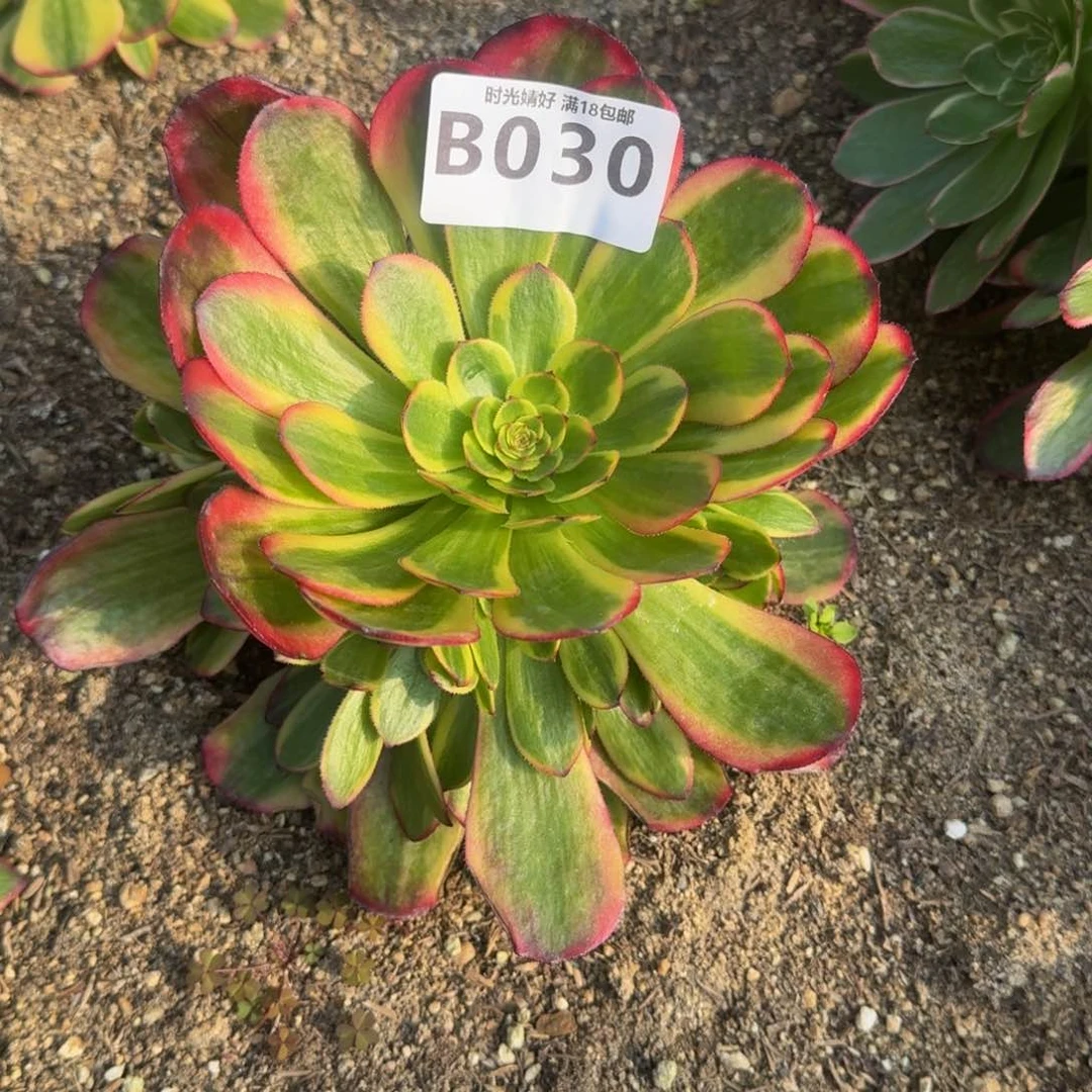 030火狐多肉植物