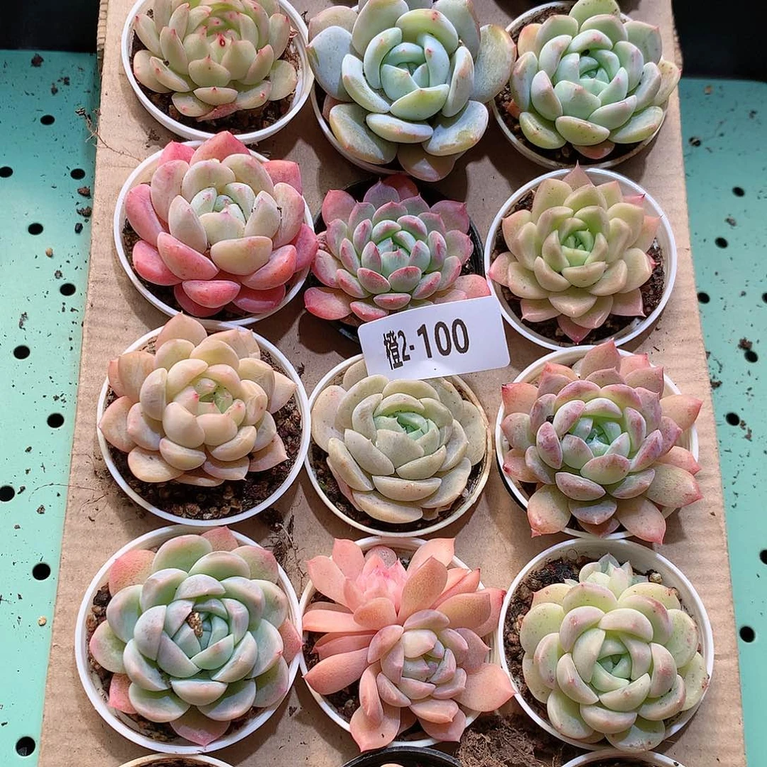 2-100一物一拍带盆18颗