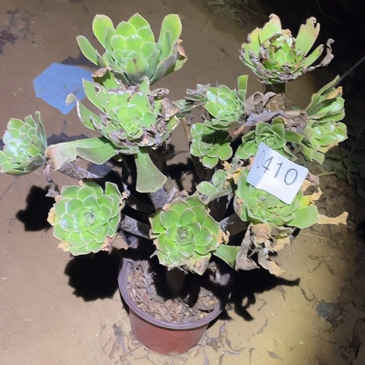 多肉植物法师不包断枝410原始绿