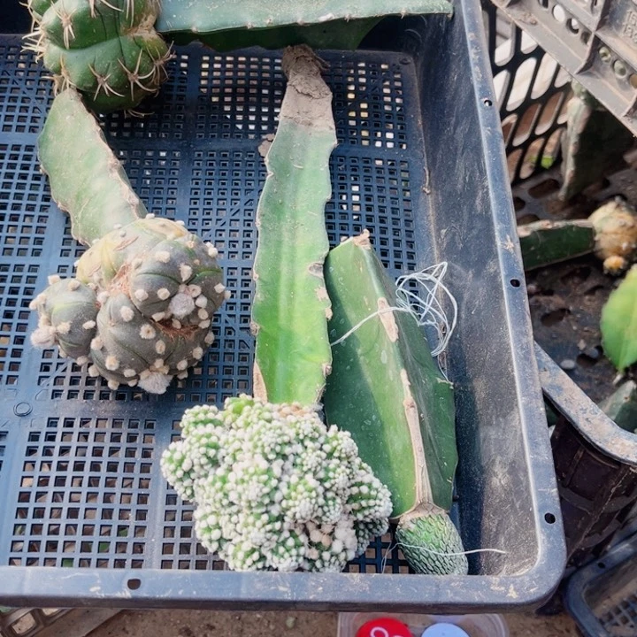 34 仙人球一筐开花仙人球