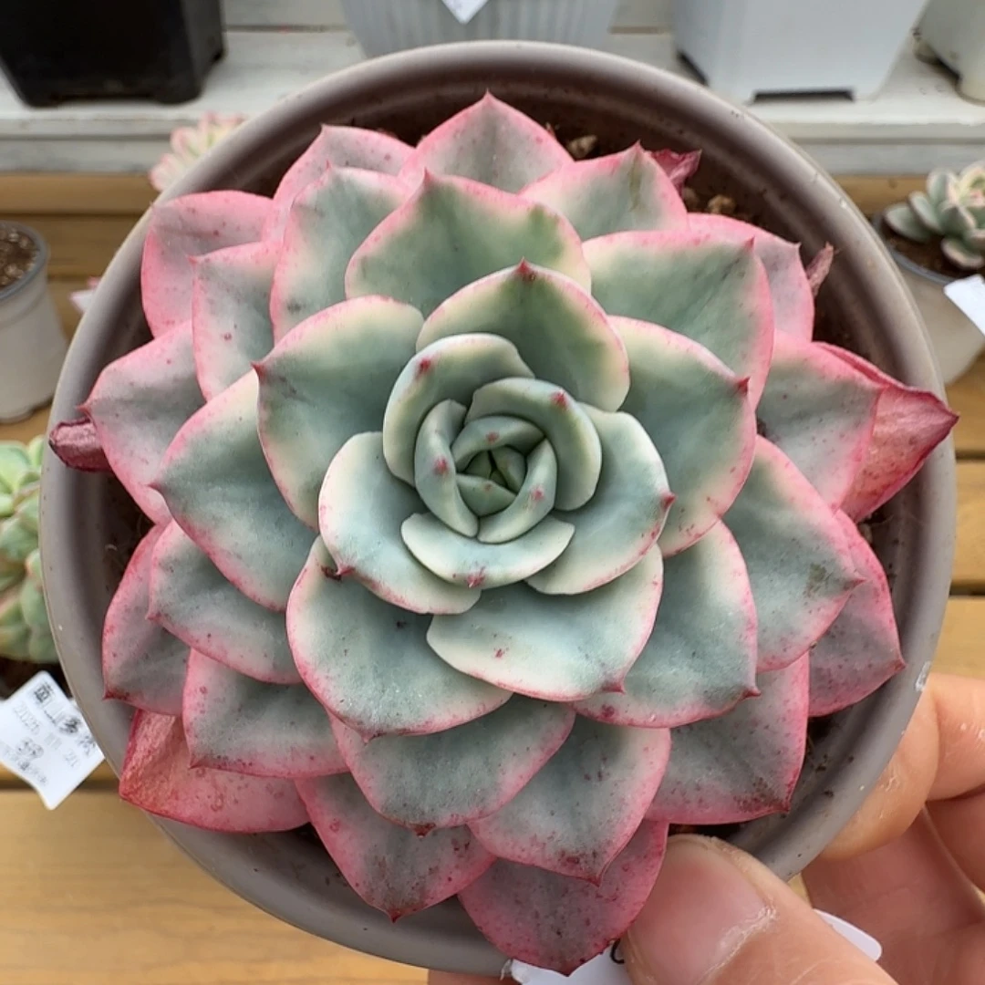 奶油黄桃111111120-56