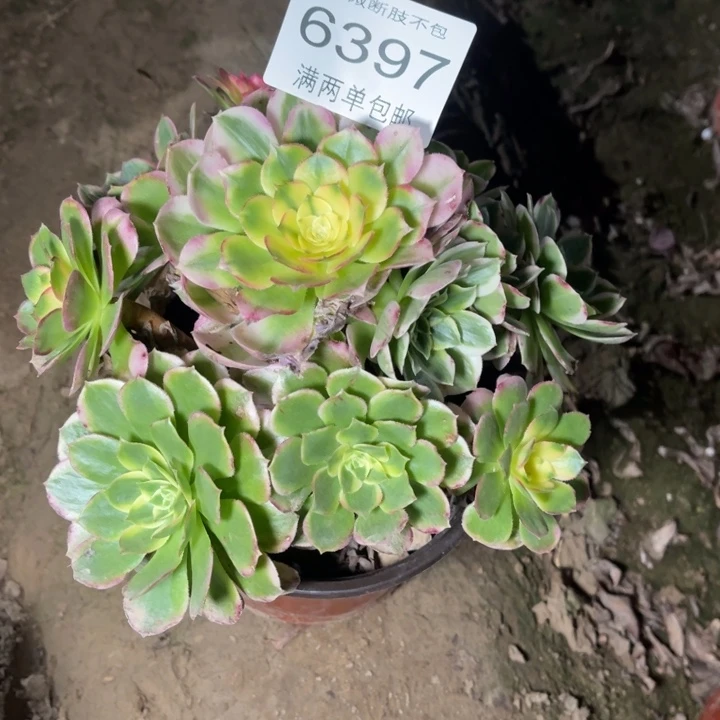 6397海王的人多肉的