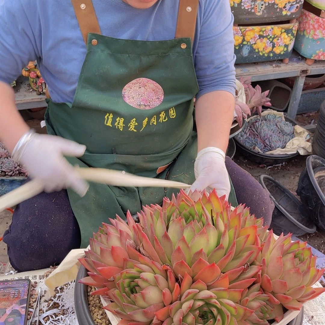 四****T多肉白拉糖汪姐不带盆