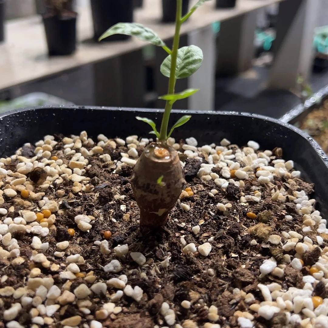 当前无花栽培后可以开花舍特达利裂榄