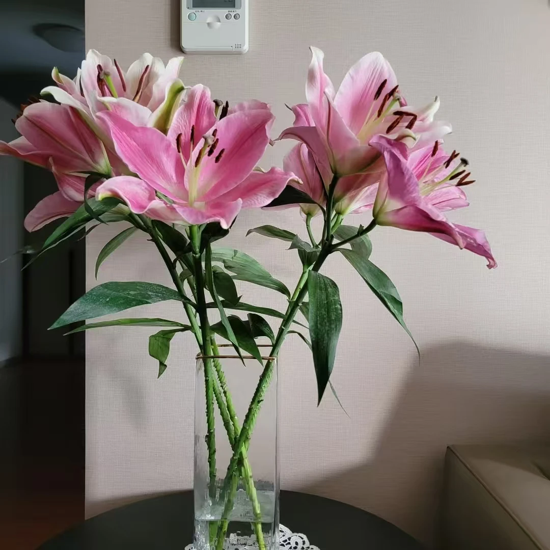 3枝护卫舰三头百合【2单顺丰或京东】云南鲜花室内水养真花切花