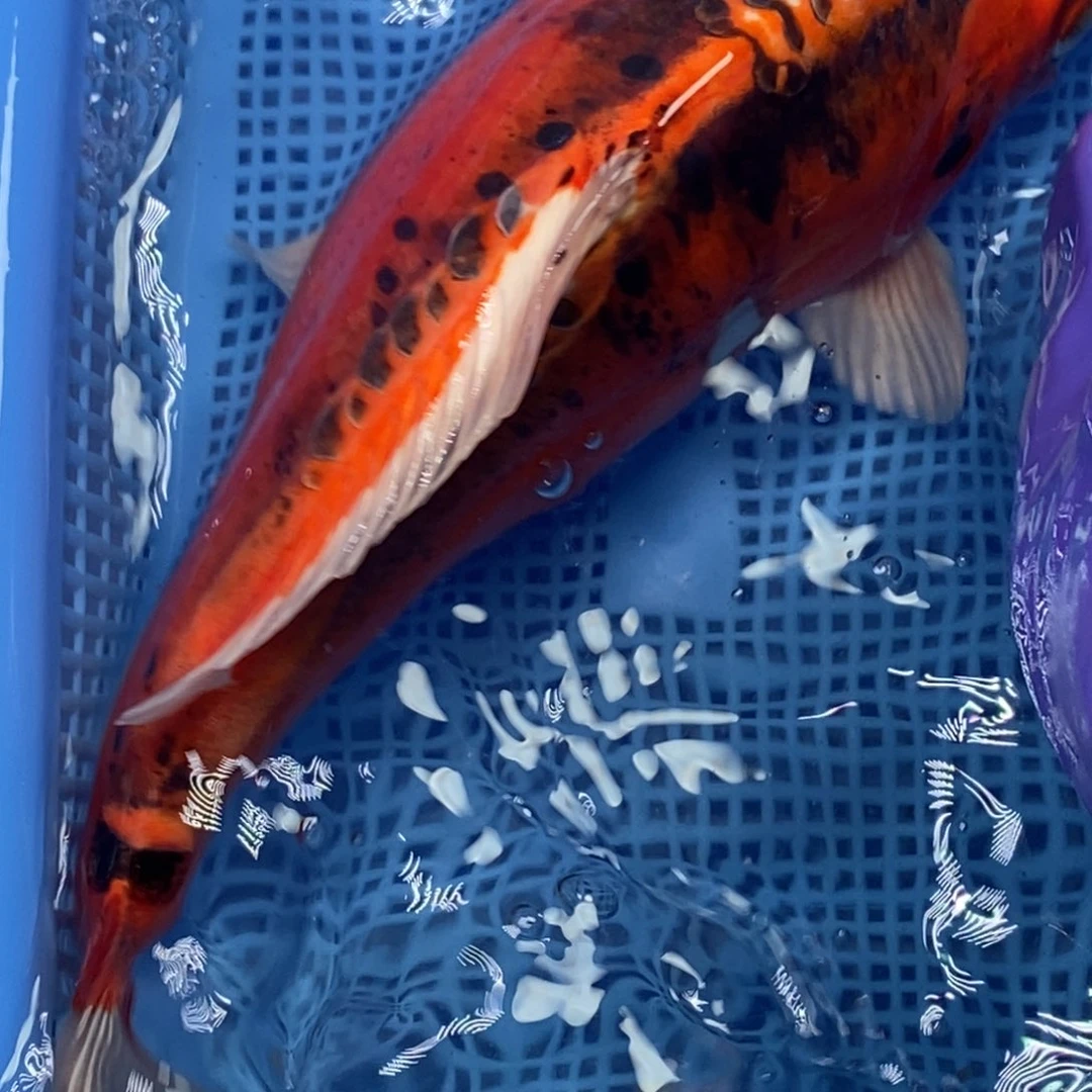 锦鲤冷水锦鲤包邮