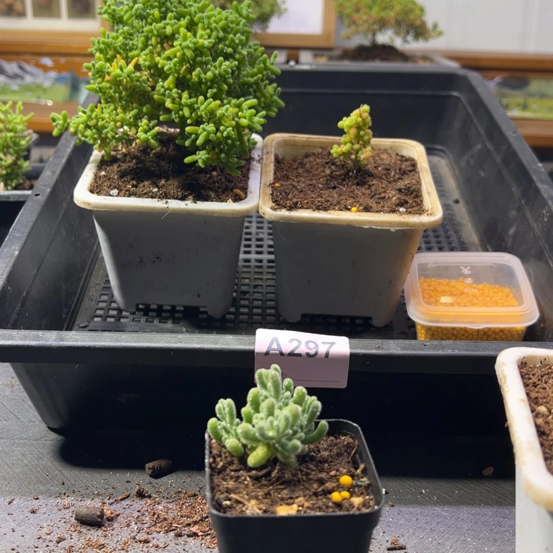 枝干番杏多肉植物297