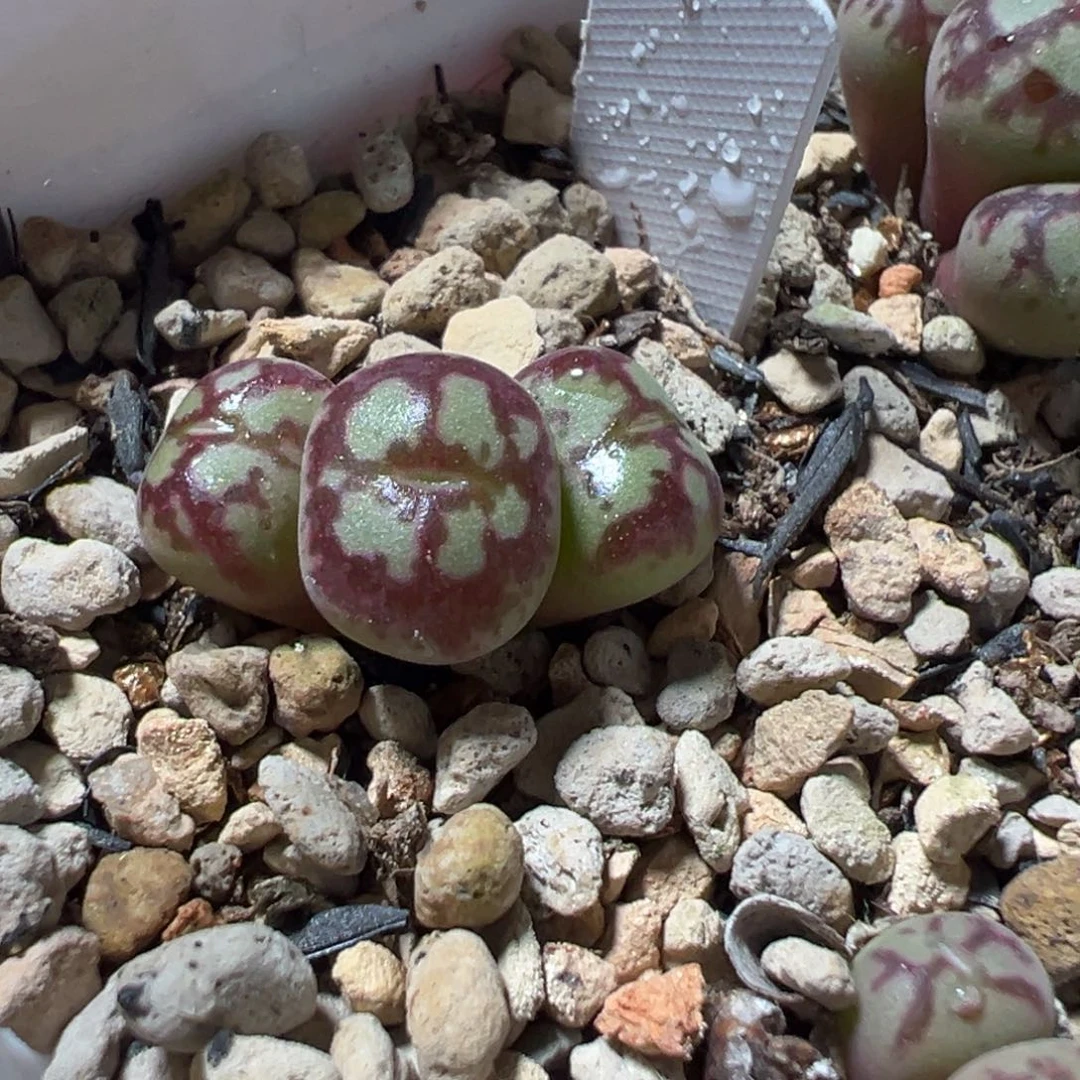 绵***糖猴子一头多肉植物