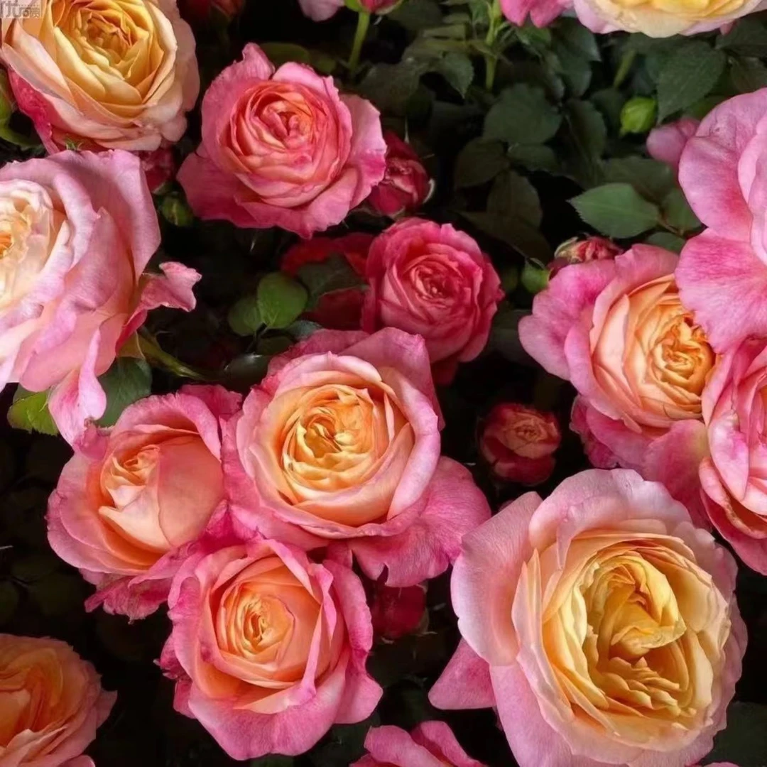 【大花美人】月季花苗大花浓香切花阳台盆栽开花性好四季玫瑰