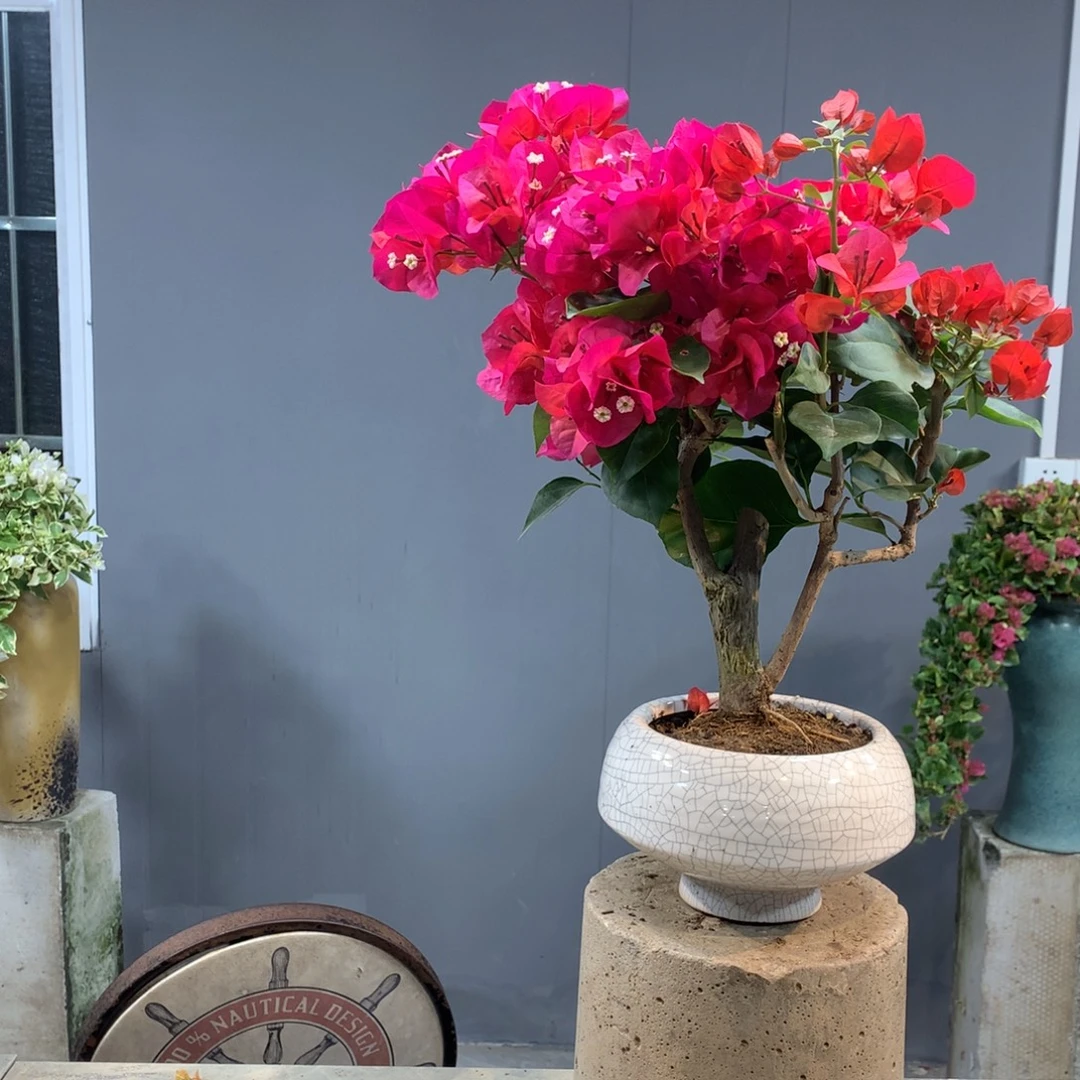 大量花朵（建议范围：8朵-15朵 或40%以上）