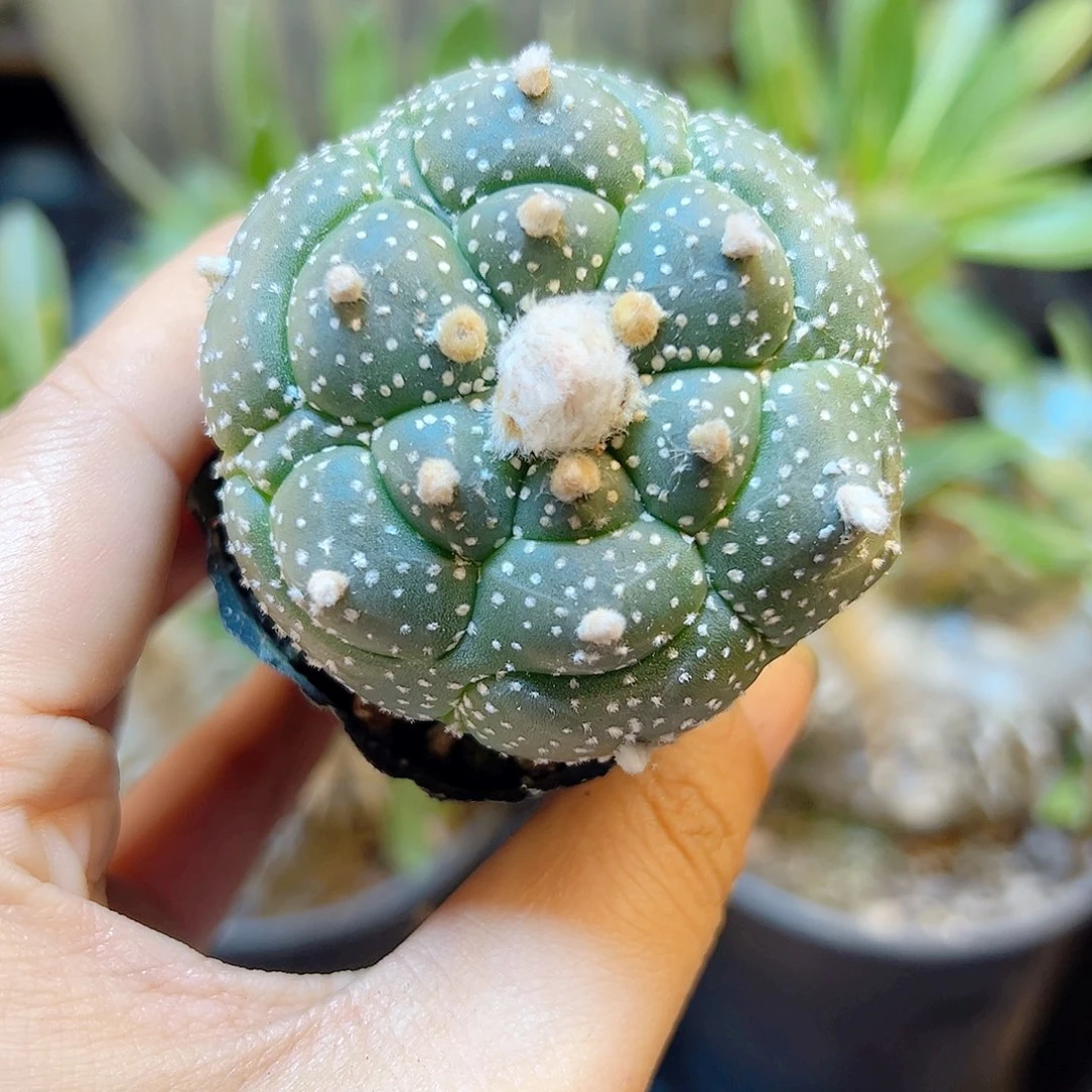 6号实生龟甲雪花兜5.5公分