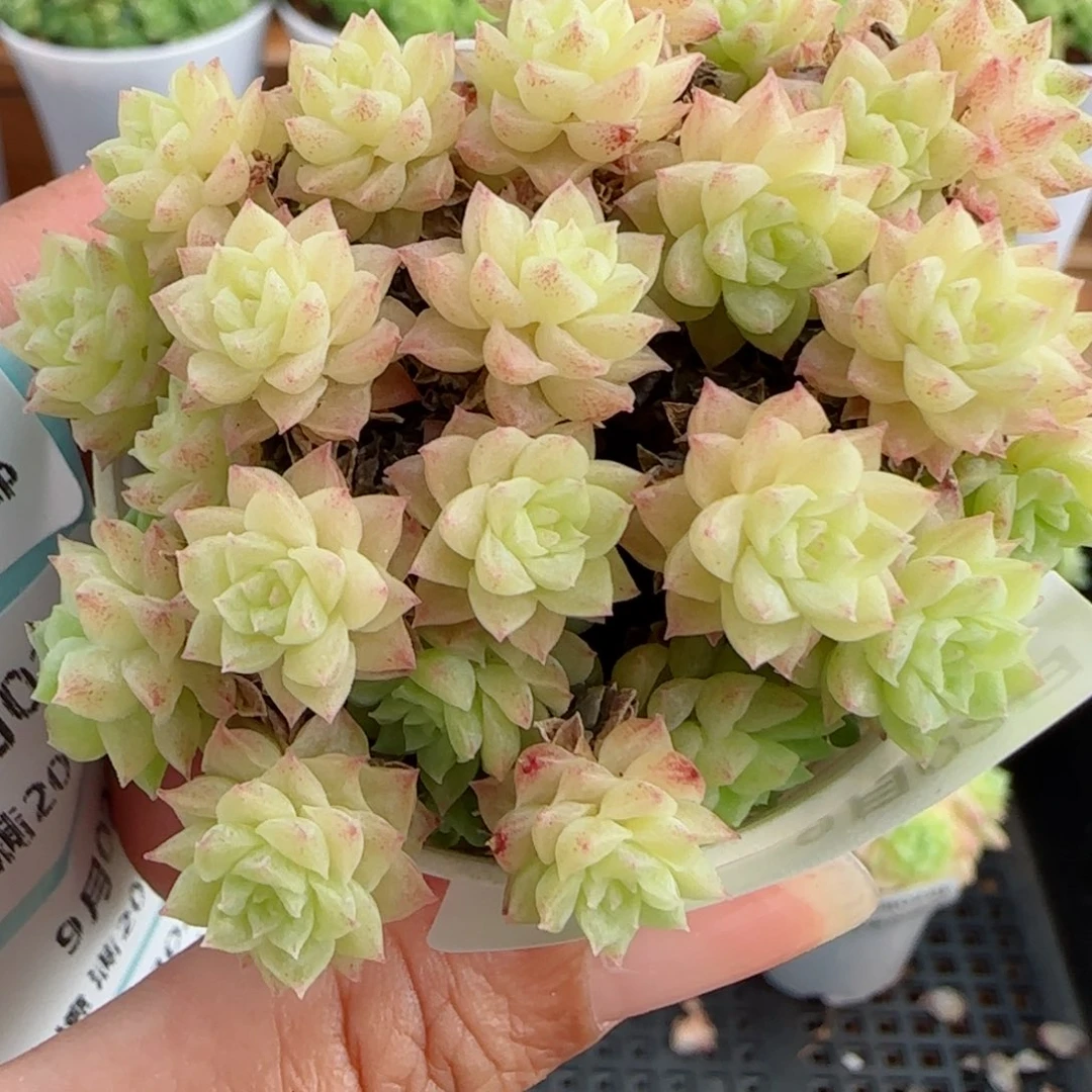 花语逸镜0902-84散