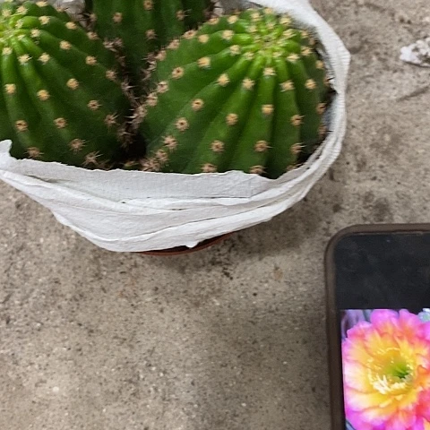 多头妹妹毛花，25790