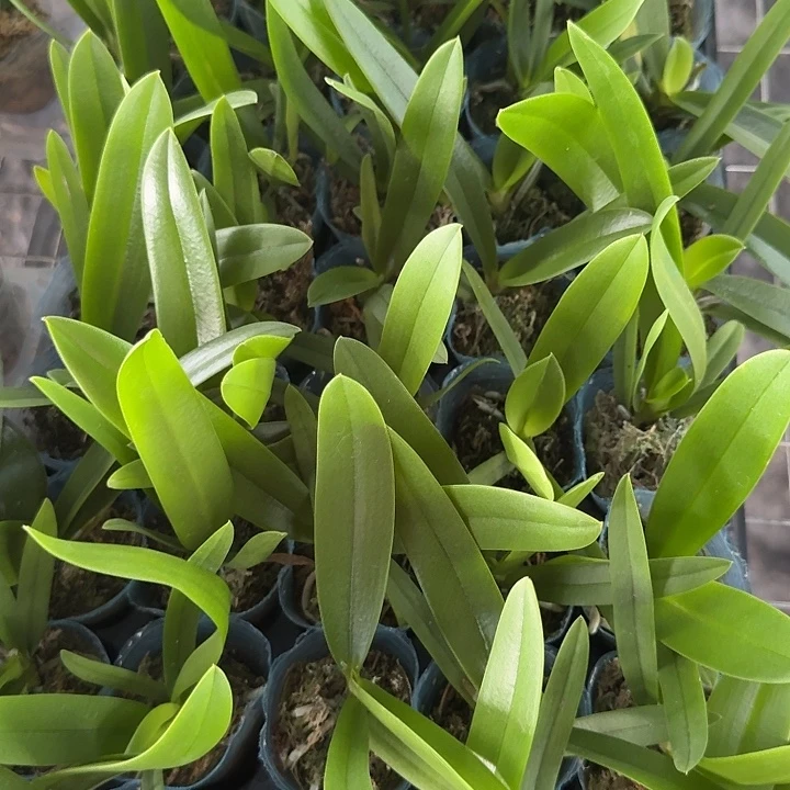 当前无花朵，栽培后可花朵蓝星1.7寸苗