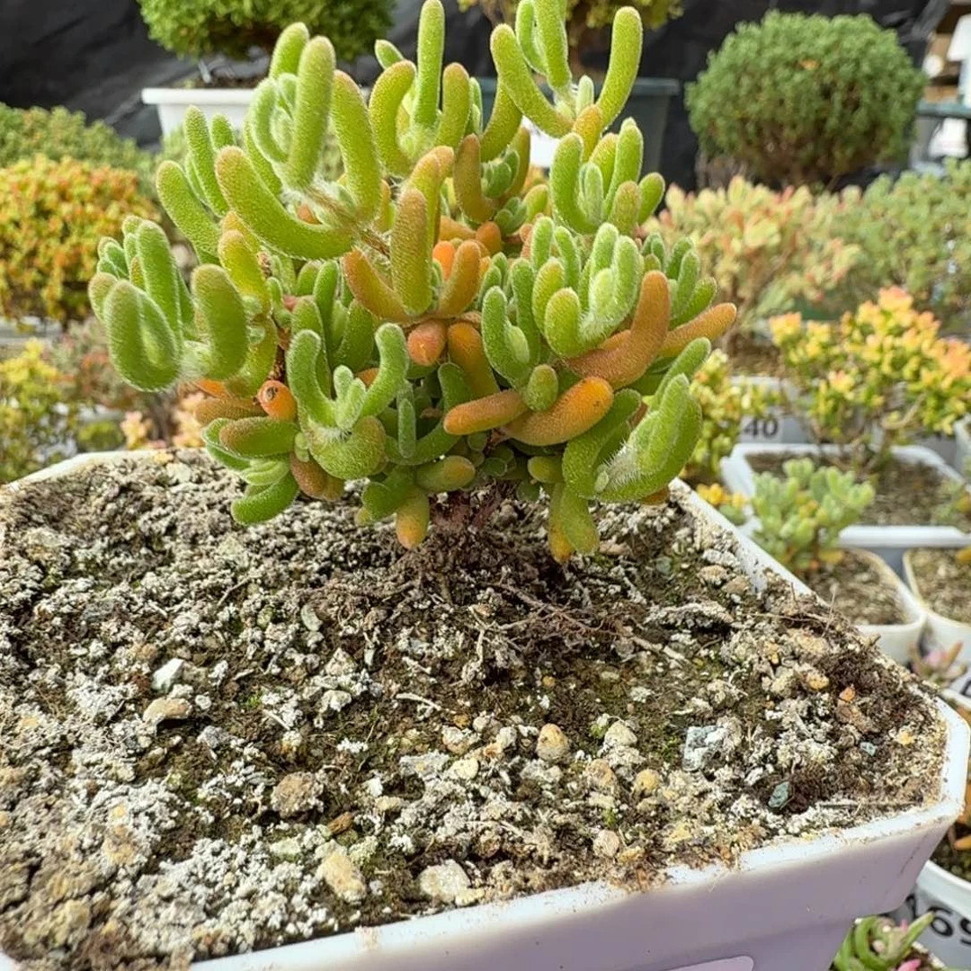 A560钻石锦枝干一物一拍