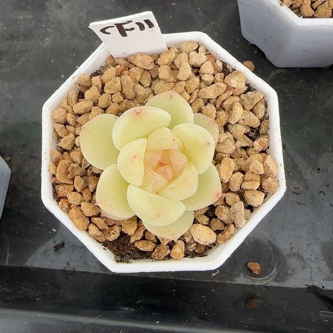 沙***鹰福利财富CF11单头