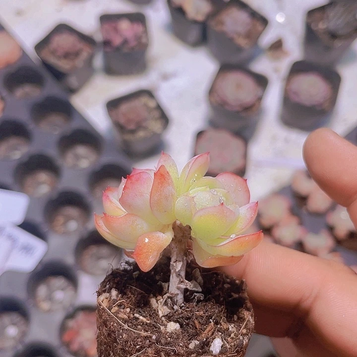 奶油贝瑞【满10颗包邮】