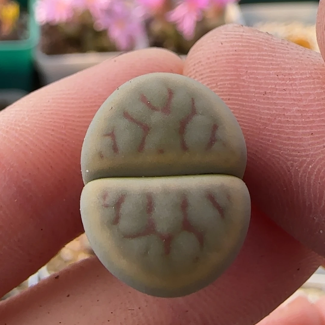 11.10。 爱萌绚烂玉生石花。 8024