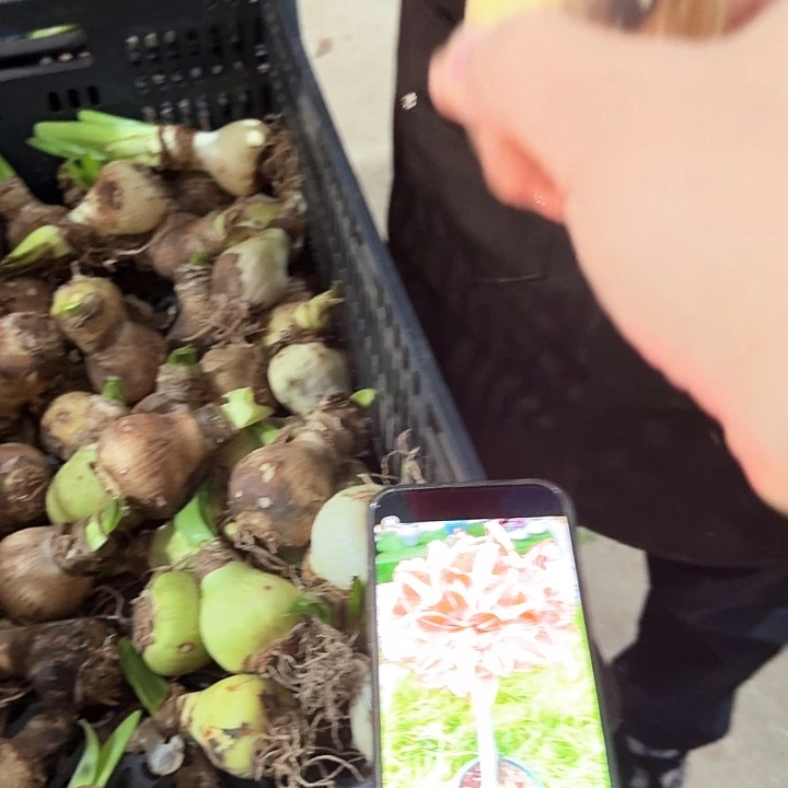 阳光少女直径5厘米进口丑球