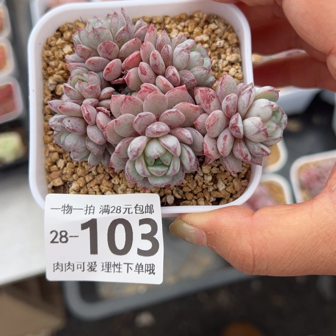 鲁冰多肉多肉多肉多肉