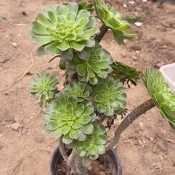 原 绿玫瑰玫瑰玫瑰