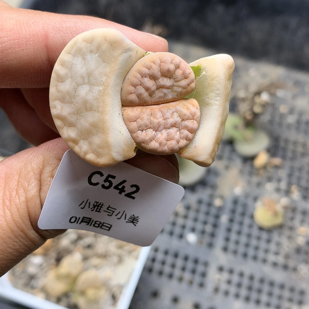 C542多肉植物保护