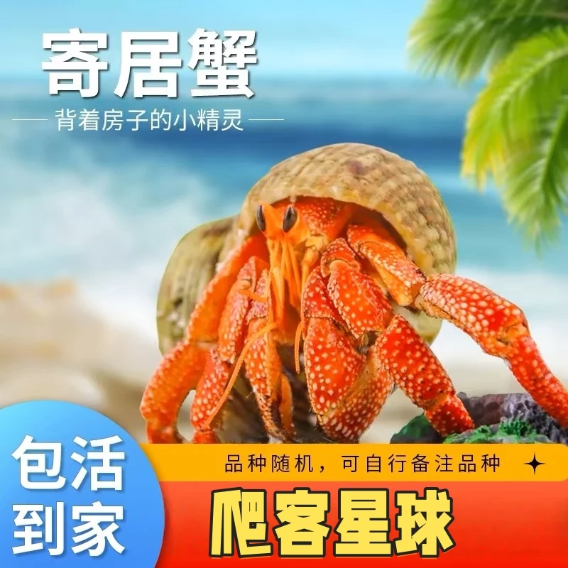 寄居蟹懒人迷你宠物攀爬动物新手好养进口活体观赏蟹草莓里拉灰白