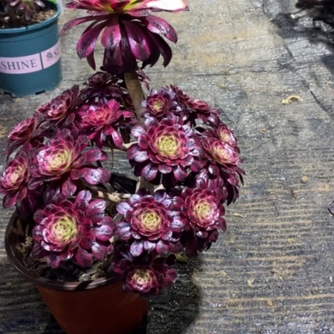 12，美姬134556678889