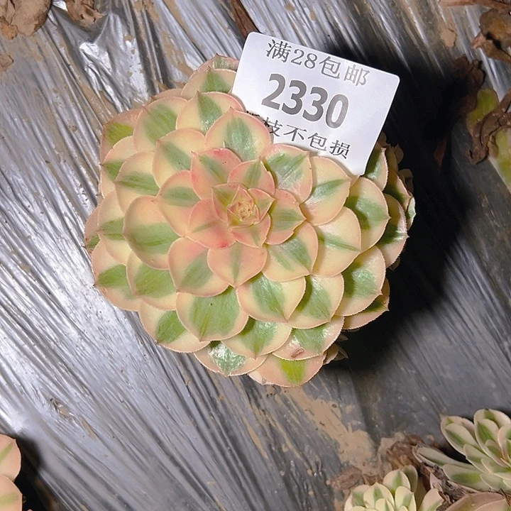 *****2330倾城多肉植物保护