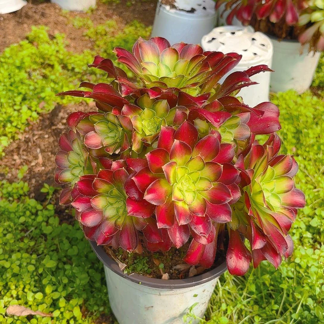 韶华老庄多肉植物