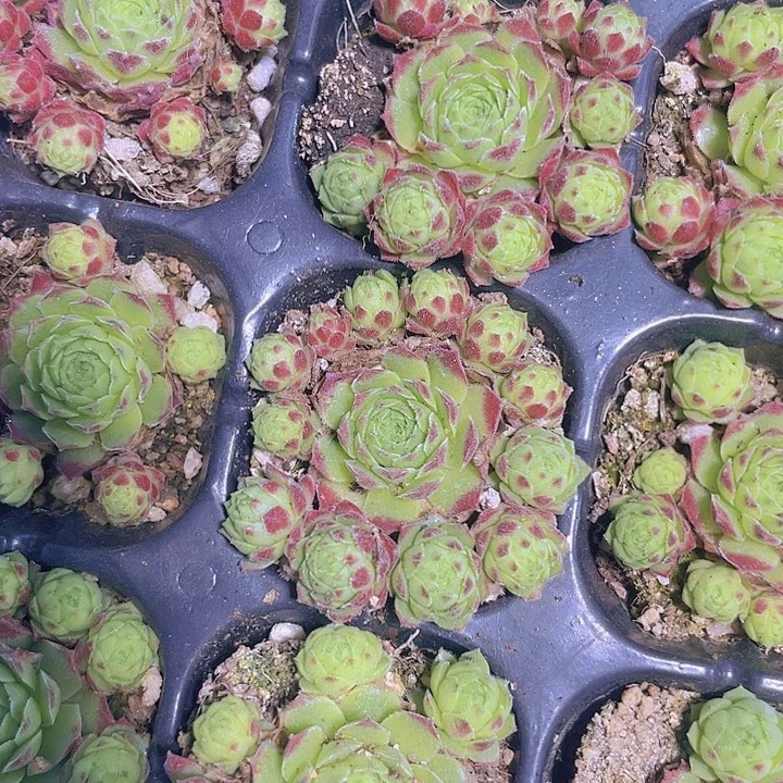 爱德华【满10颗包邮】