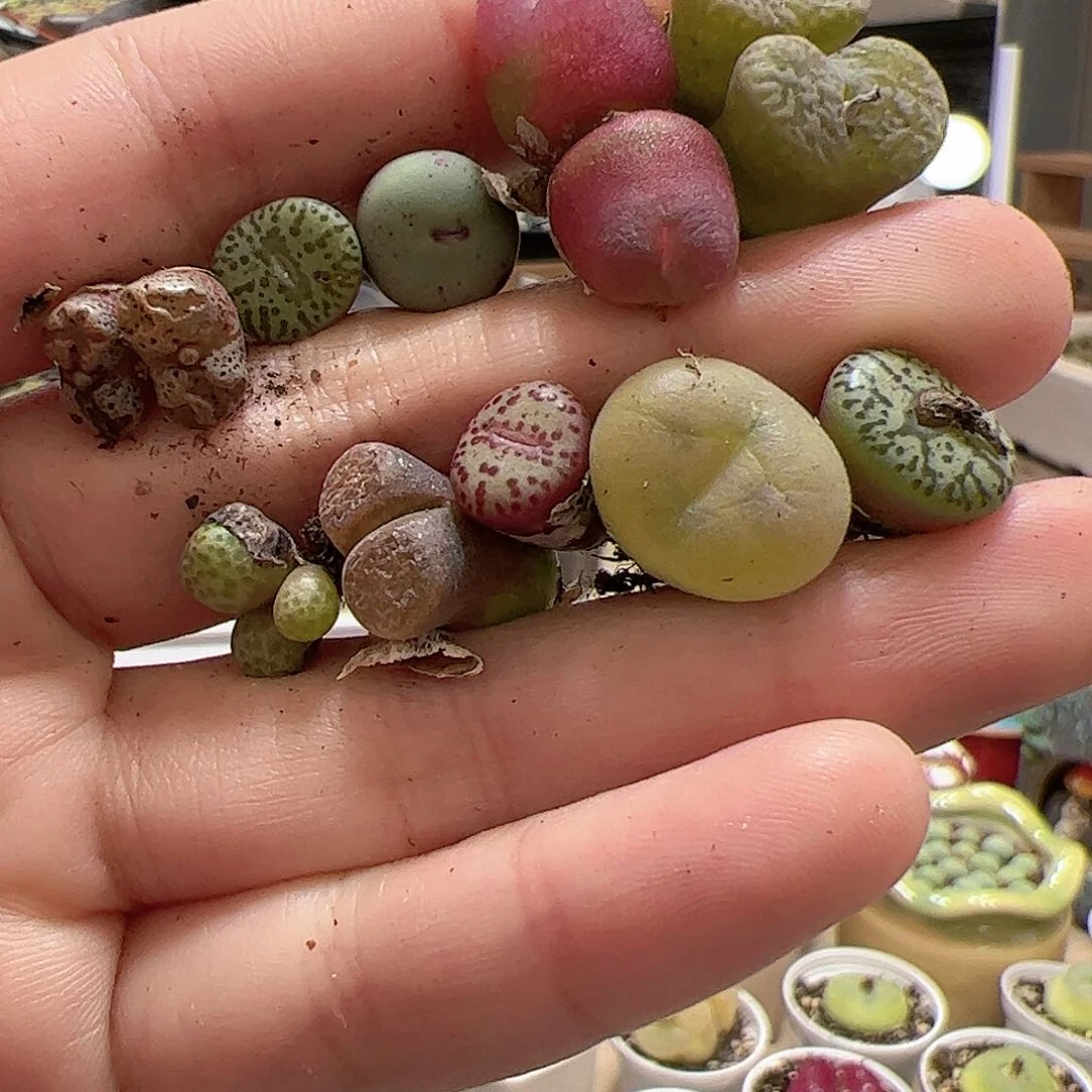 【闪购商品】187 肉锥混