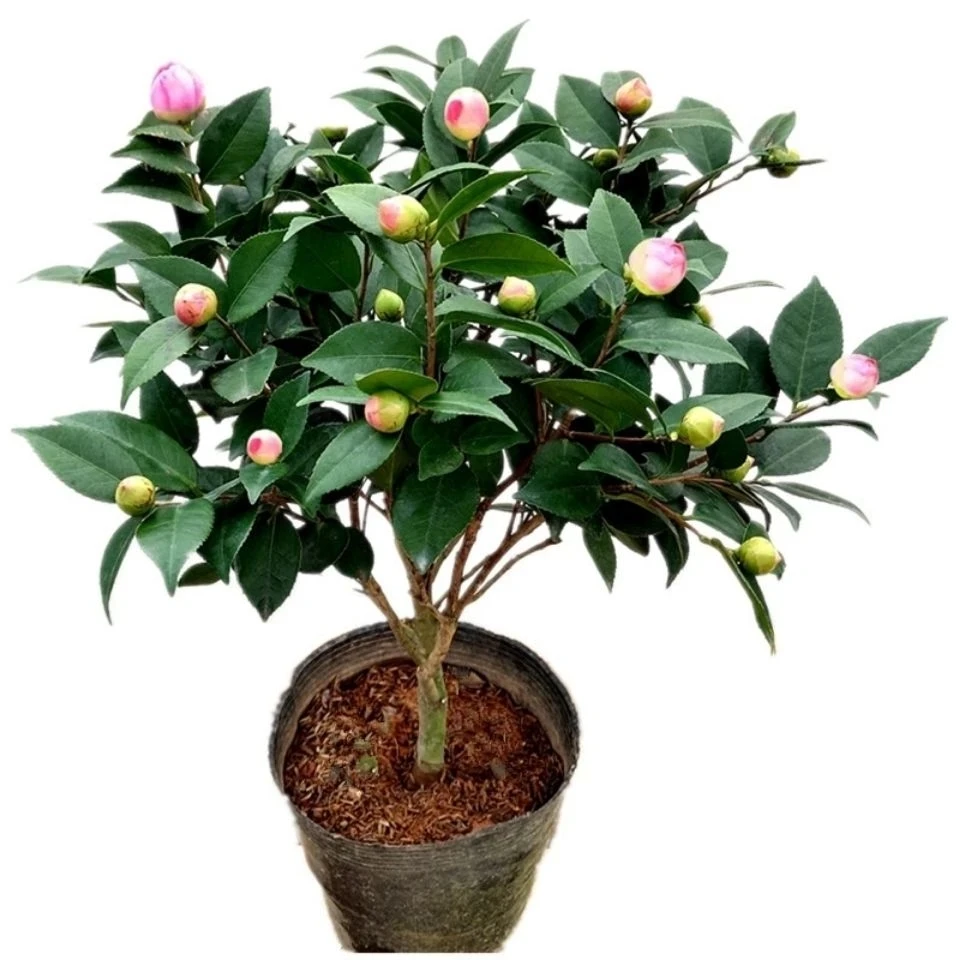 四季茶花香妃粉色盆栽带花苞重瓣好养花苗室内阳台植物浓香花卉