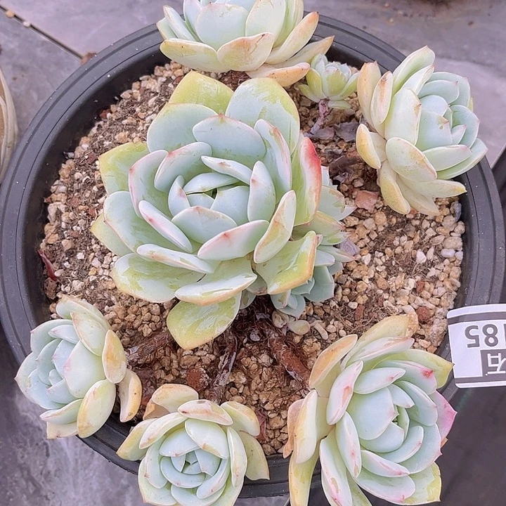 静雪14185多肉植物