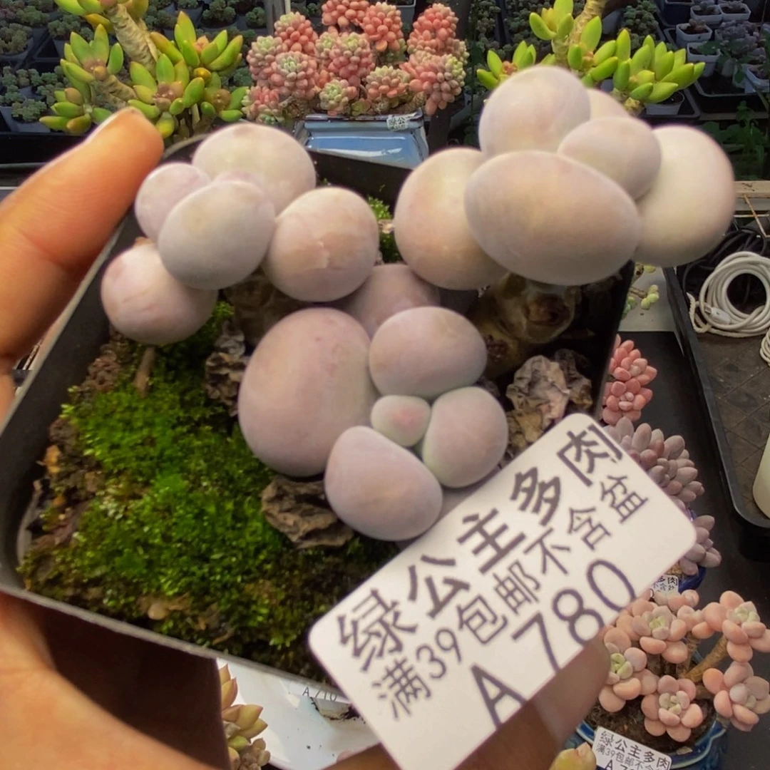 780芭比奶多肉7c m