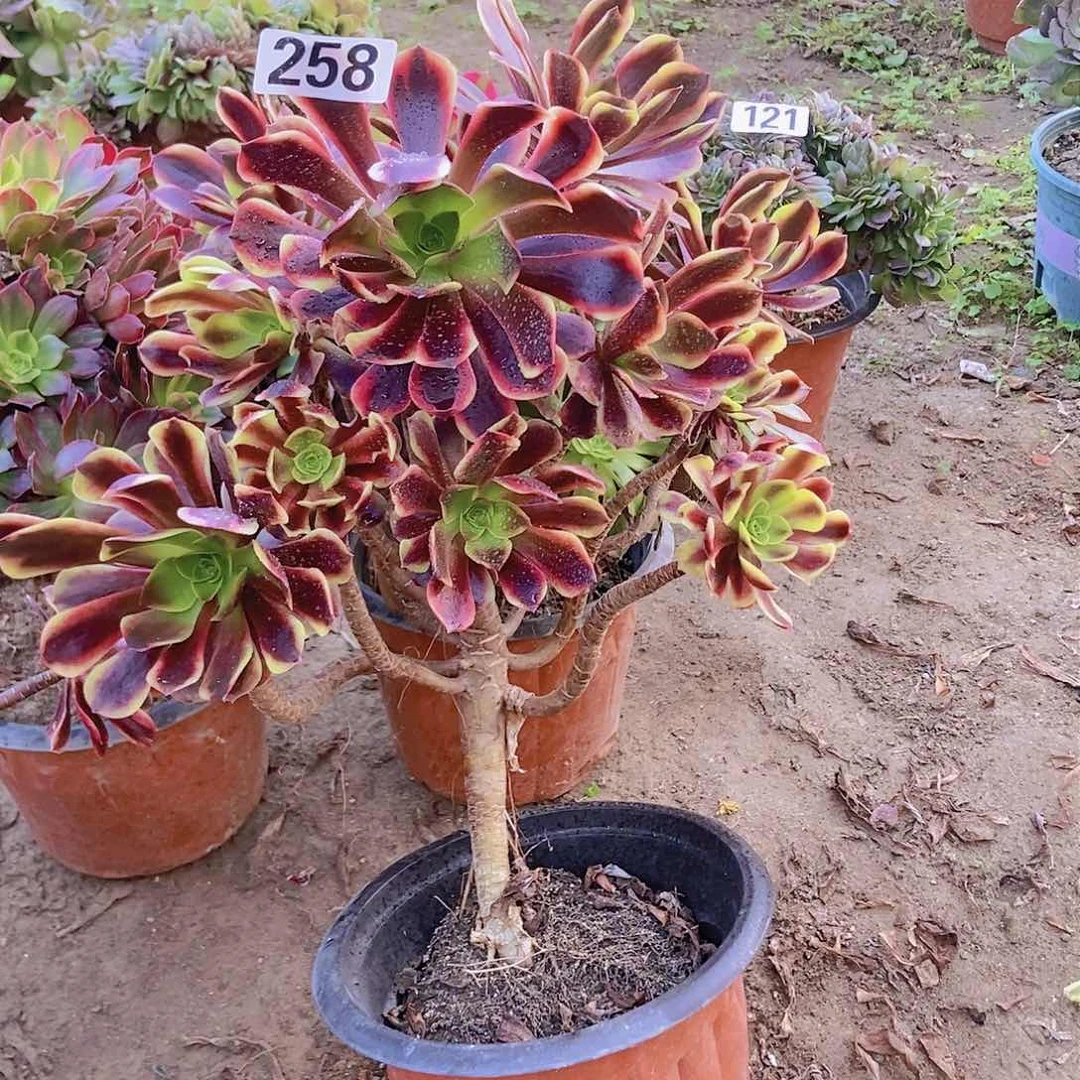 258欧佳丽老庄手捧不周正