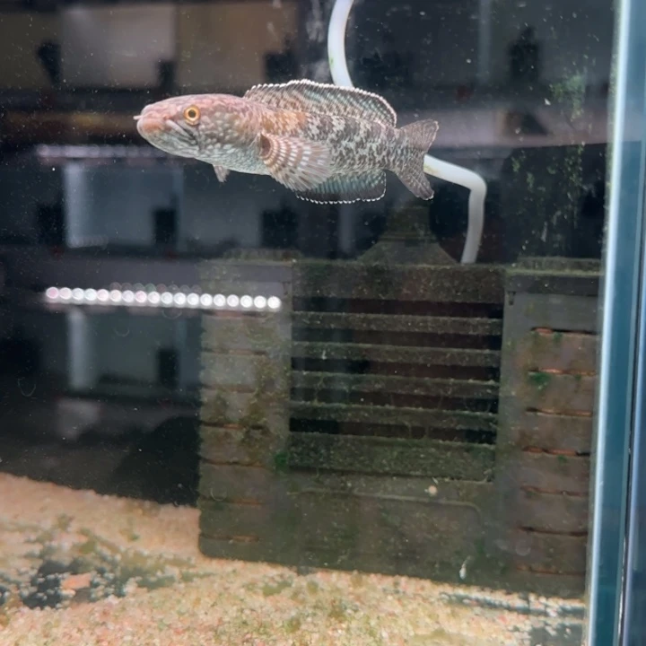 海水鱼钴蓝雷龙鱼
