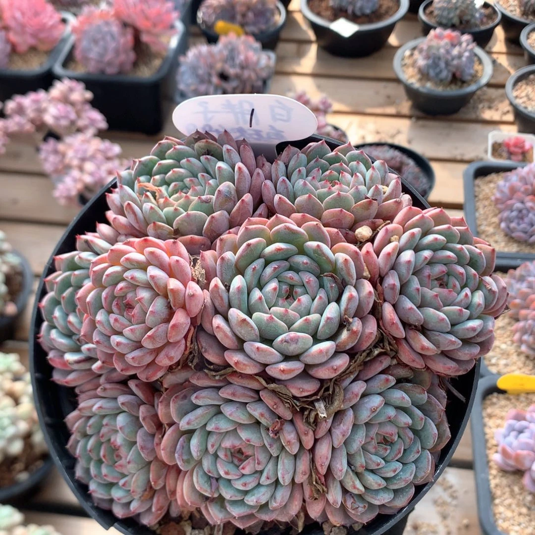 15厘米九头有砍白胖子 1