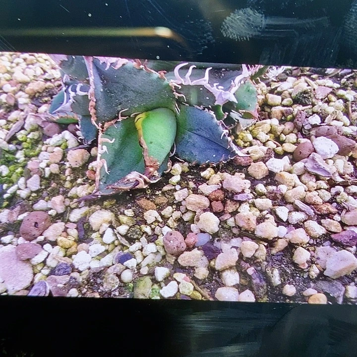 多肉植物龙蛇兰植物