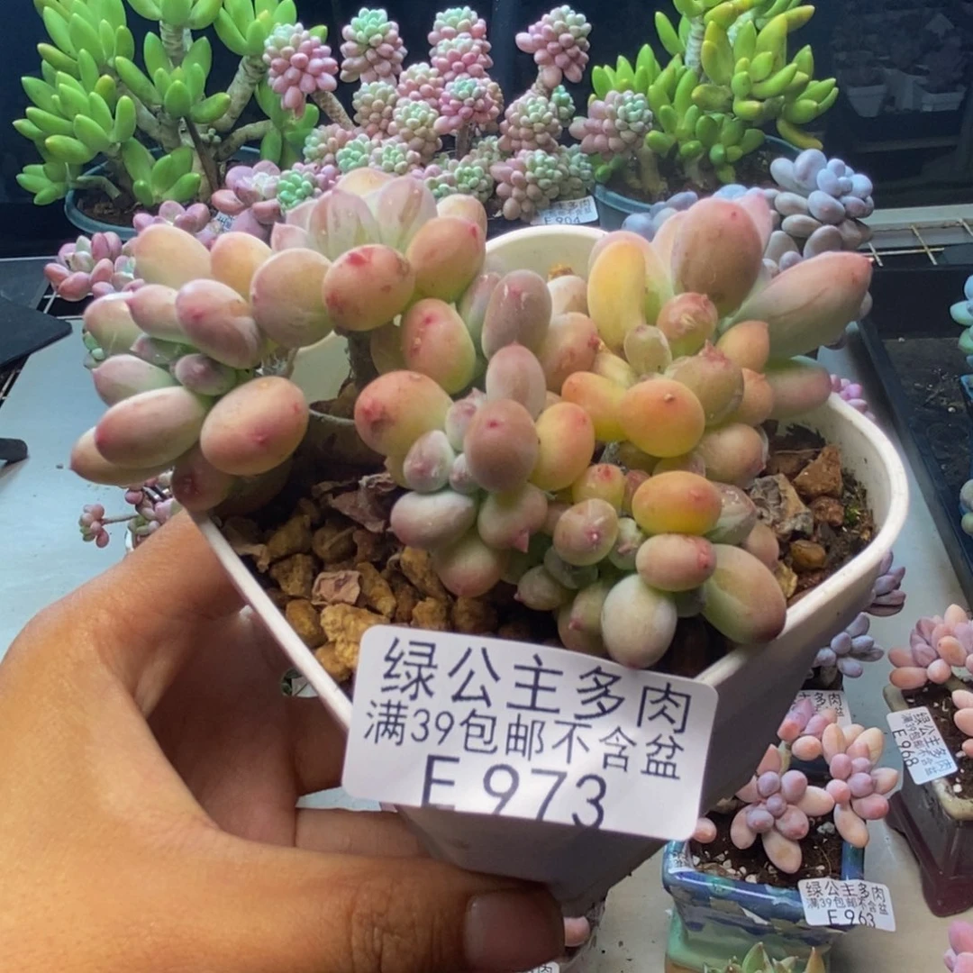 973苹果奶四代缀多肉8c m