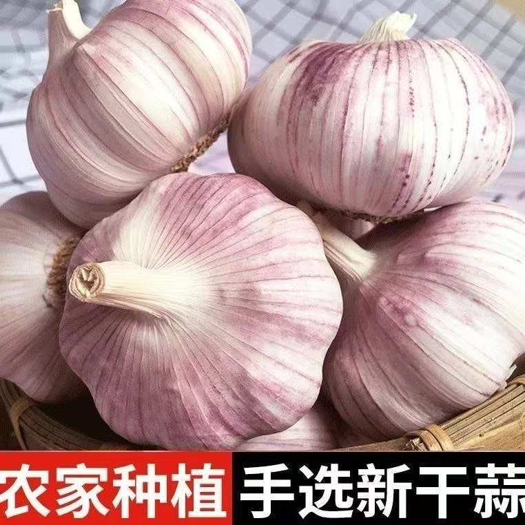 山东金乡大蒜头干蒜特大蒜批发鲜大蒜正宗2025干蒜新干蒜