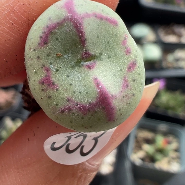 353号111111111111111